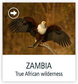 zambia-safaris