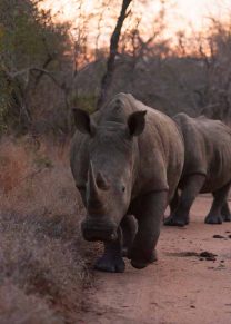 SA1011080317_Rhinos